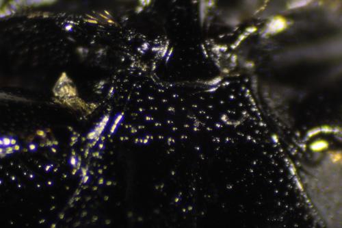 Réf. 221 169 : Saprinus semistriatus